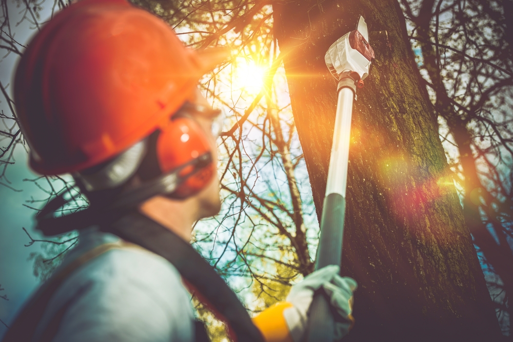 tree trimming